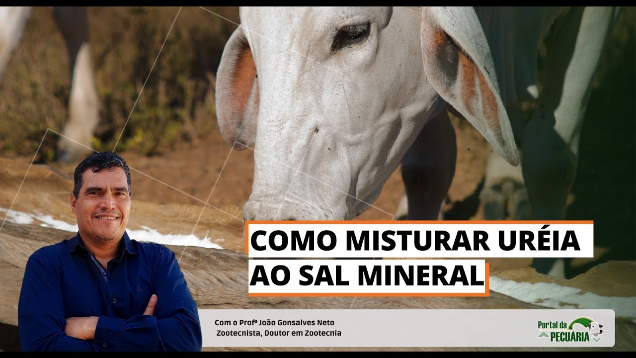 Como misturar ureia ao sal mineral?