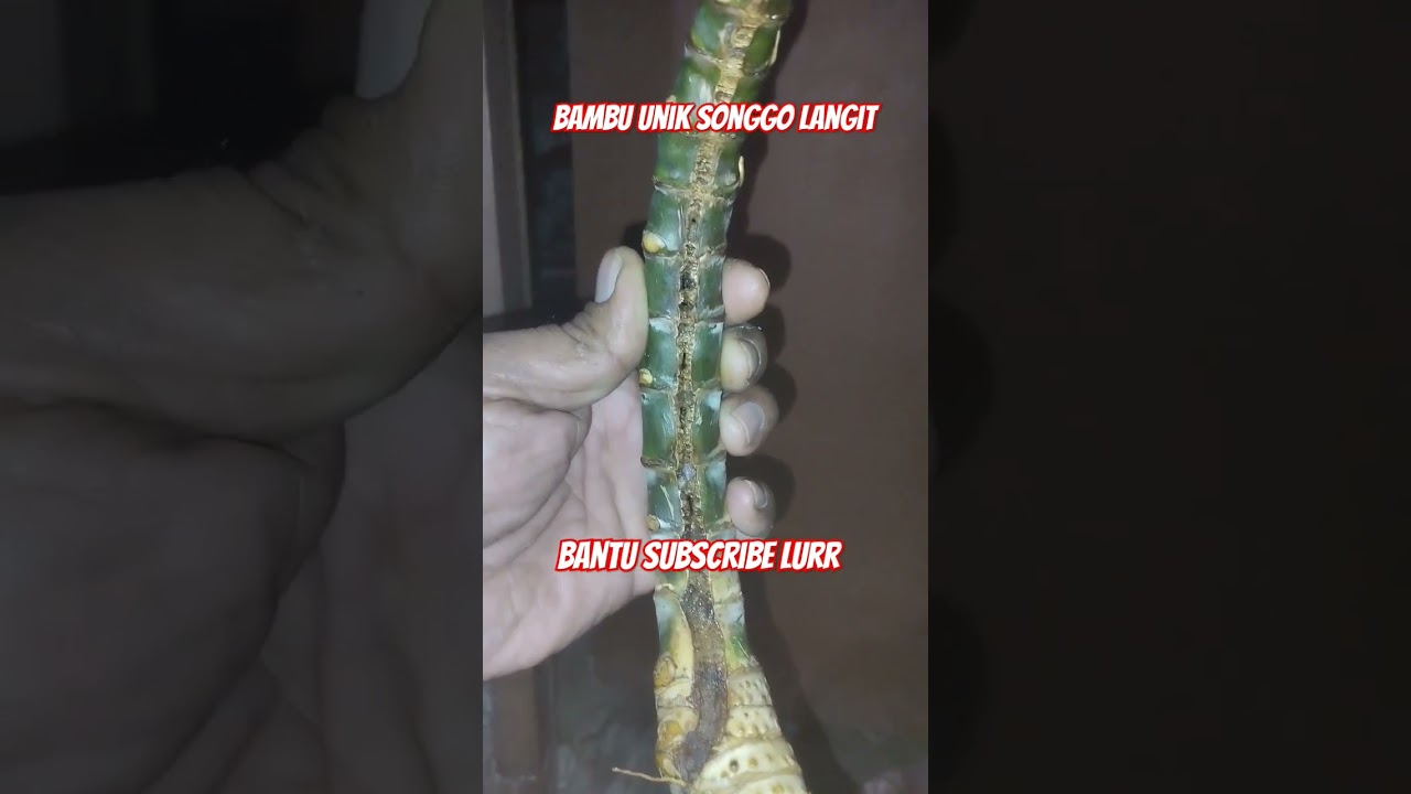 BAMBU SONGGO LANGIT SAMBUNG ROGO