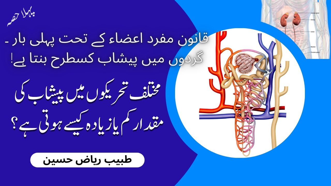 Formation of Urine in Urdu in the light of Qanoon Mufrad Aza | Mechanism of urine formation