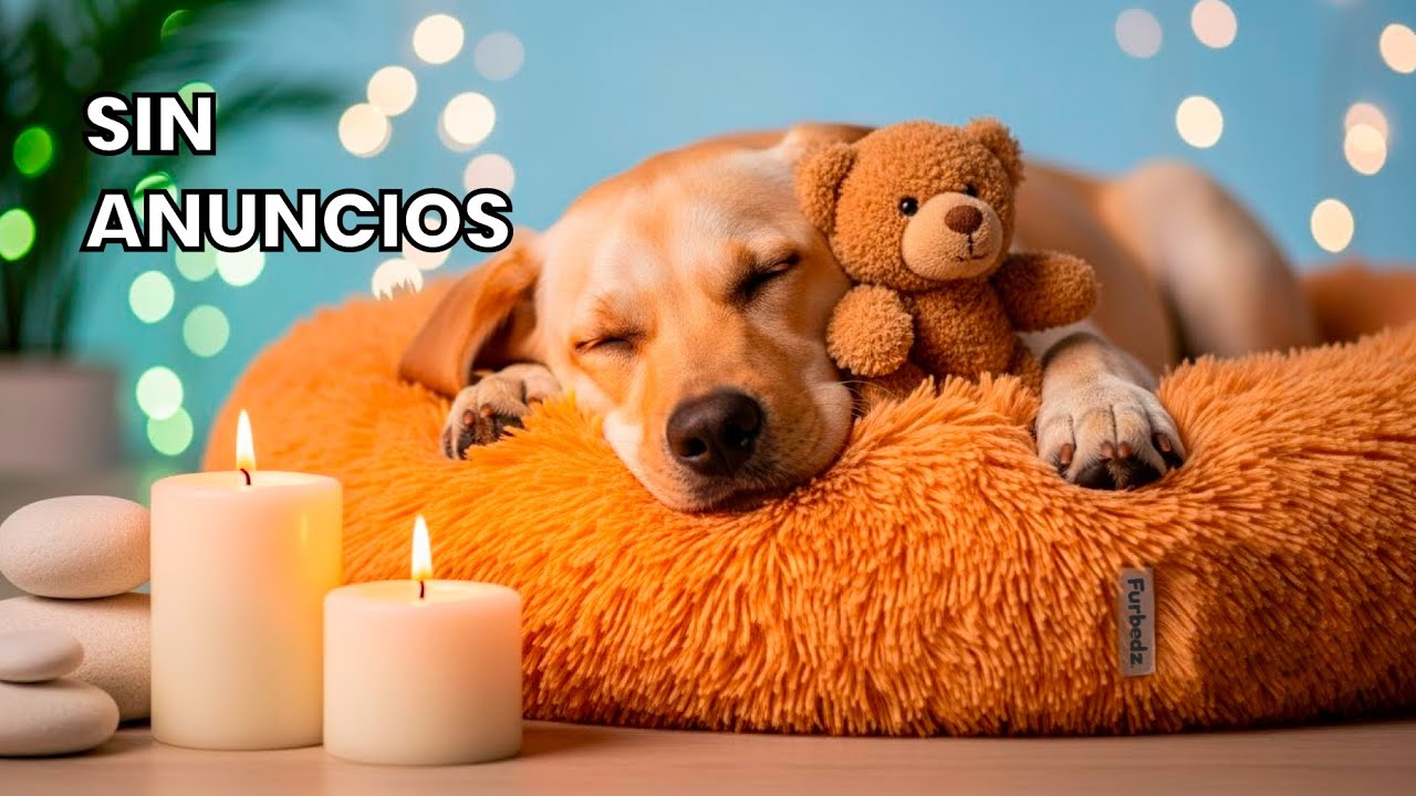 M&uacute;sica para Dormir Perros con Ambiente Natural (12 horas)