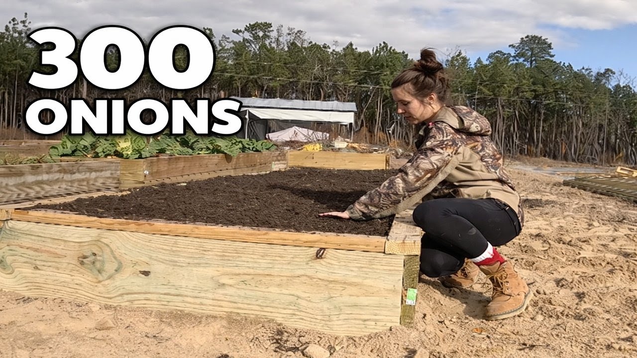 Planting 300 Onion Bulbs in Zone 8a | Raised Bed Garden