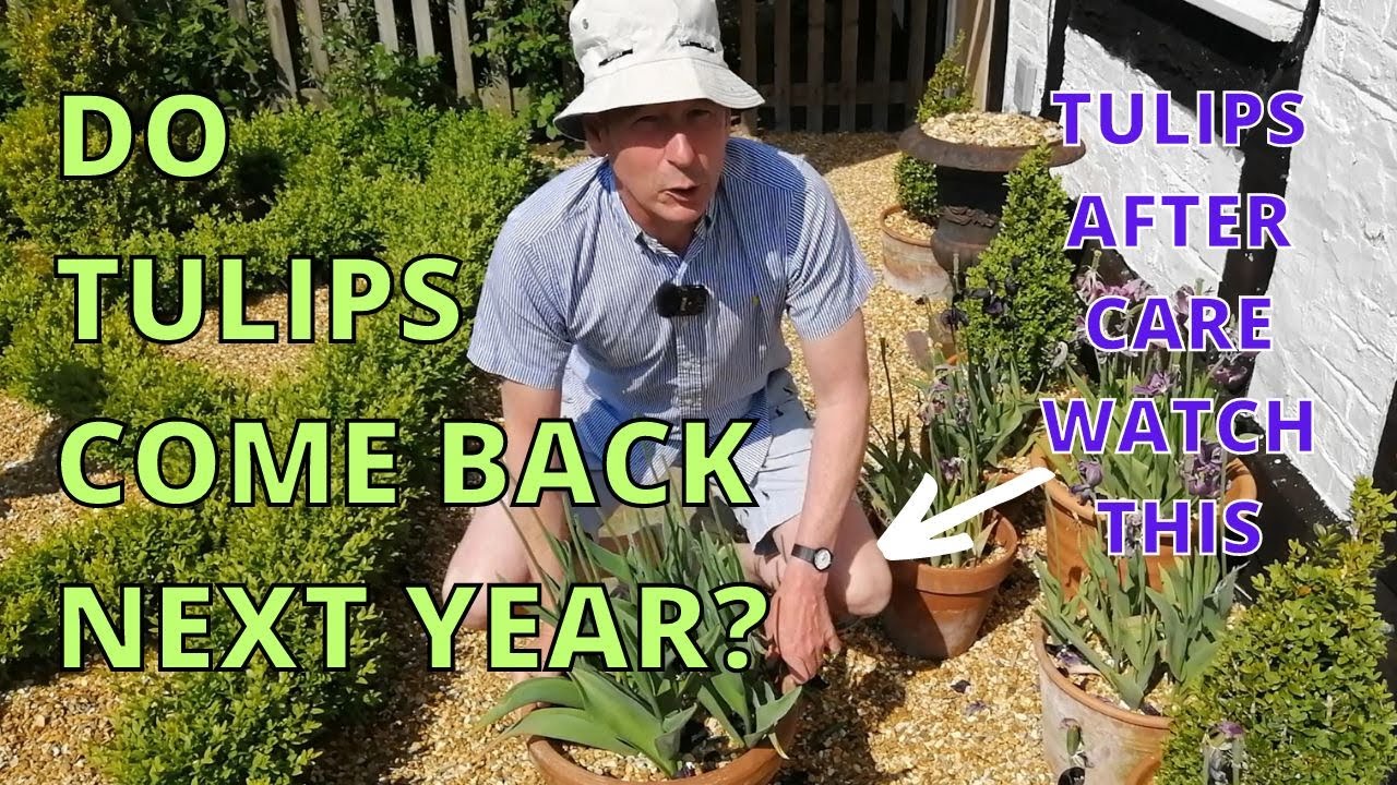 TULIPS. How to STORE TULIPS for next year BLOOMS!