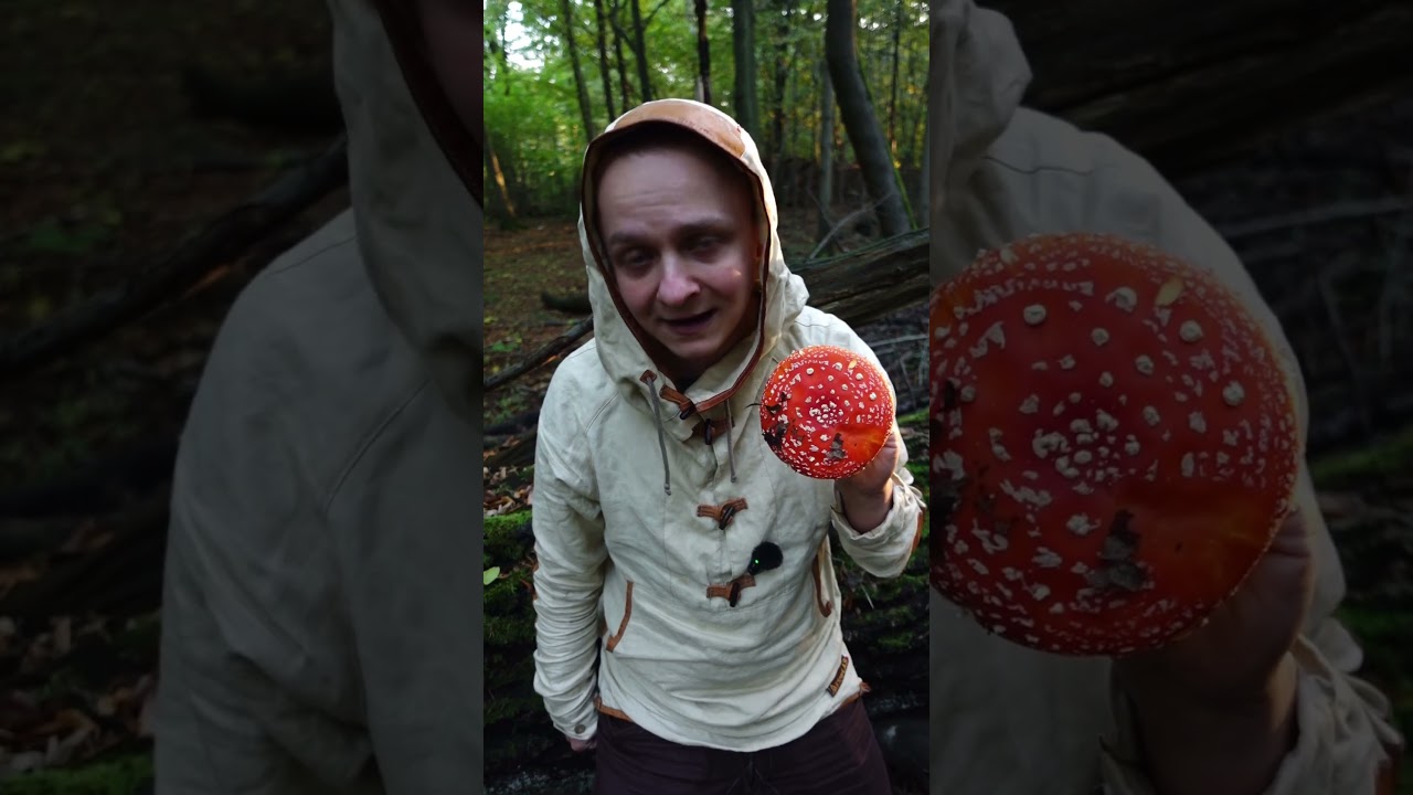 Muchomor czerwony (łac. Amanita muscaria) - szybka piłka #natura #grzyby