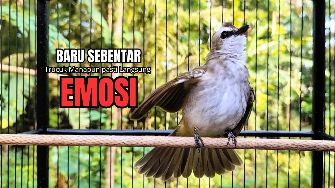 Suara Burung TRUCUKAN gacor TARUNG ROPEL PANJANG pancingan trucukan agar JADI trucuk gacor EMOSI