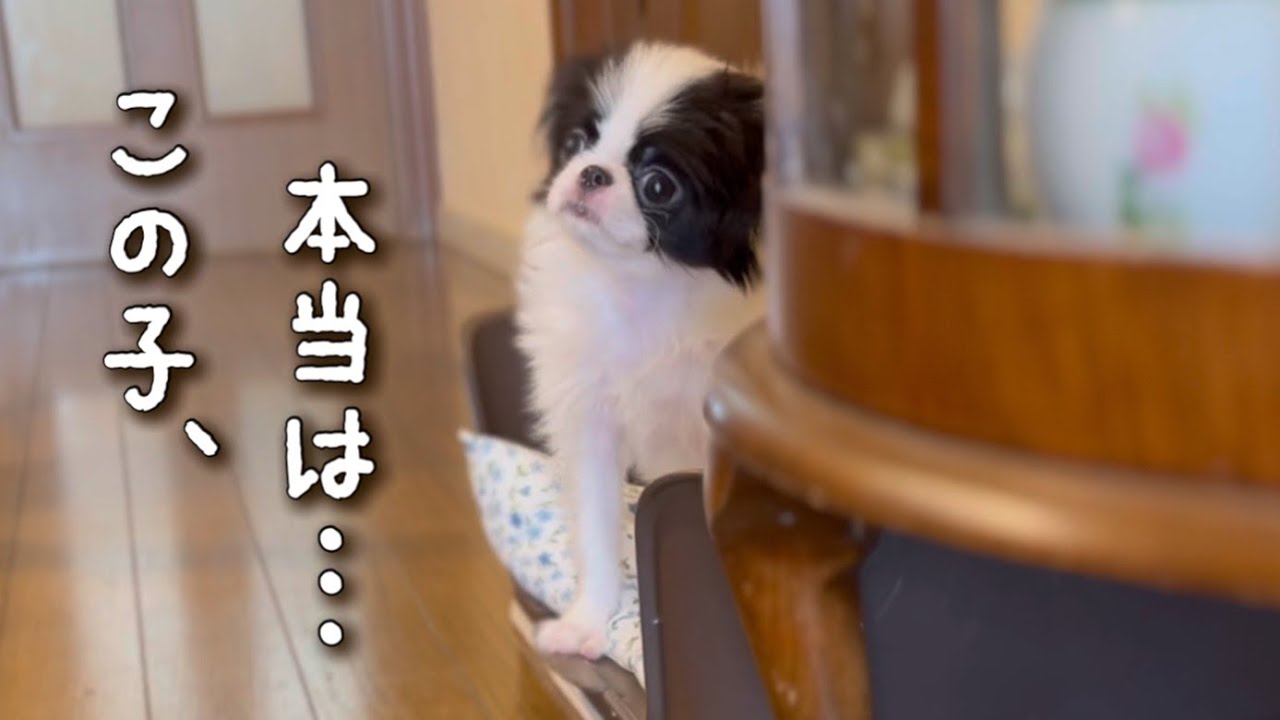 【真実をお話しします】小さな体の理由・・・【子犬】