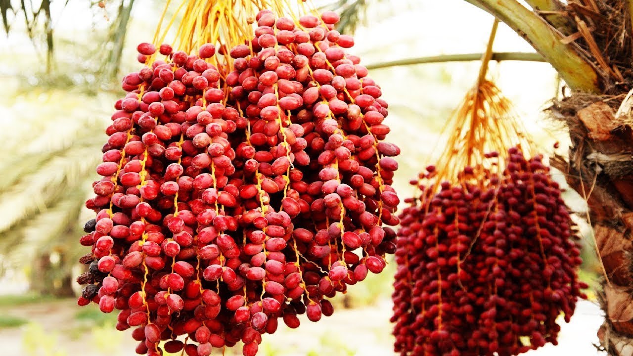 Awesome Dates Palm Cultivation in desert   Dates Palm Farm and Harvest   Dates Processing Factory