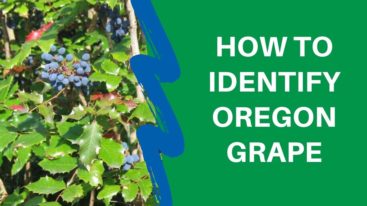 How to Identify Oregon Grape