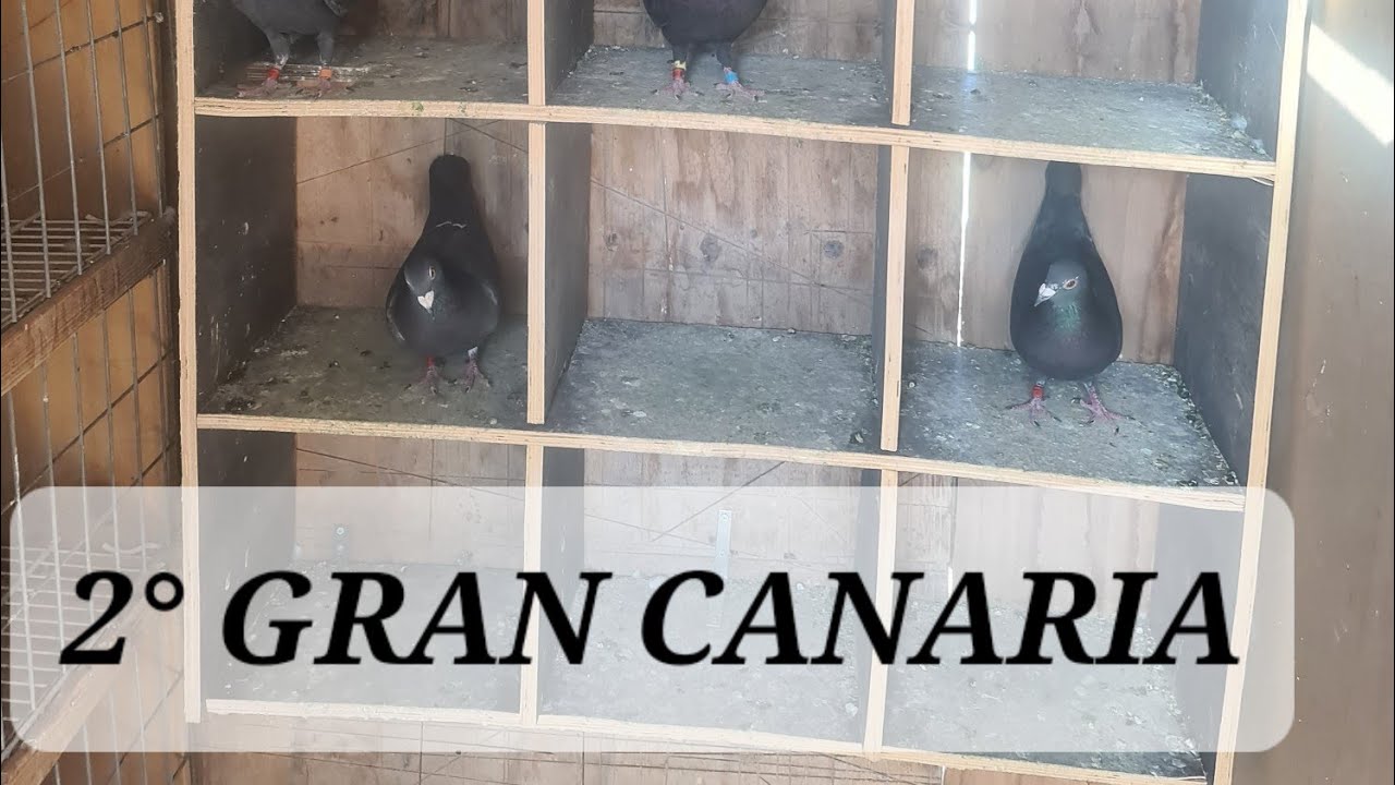 2° GRAN CANARIA 130km 14/25 palomas mejor que la semana pasada muy buen días y disfrutando familia