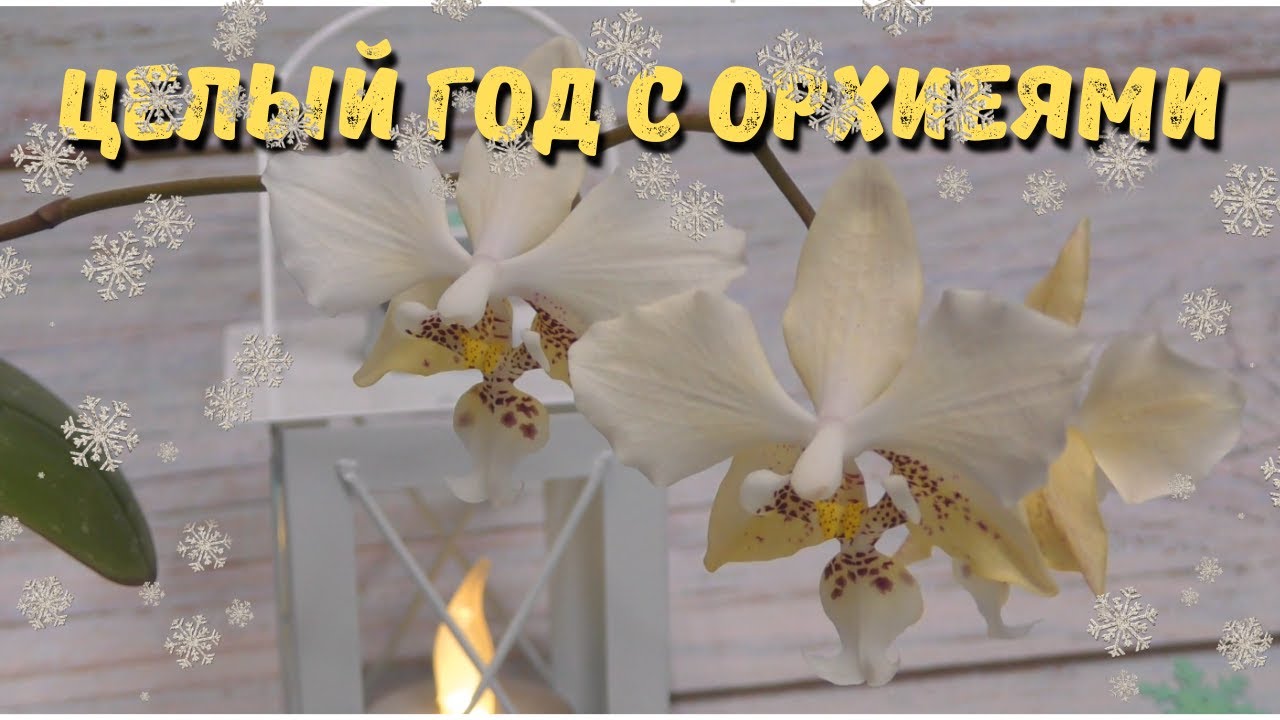 Самое интересное о моих орхидеях. Итоги орхидейного года