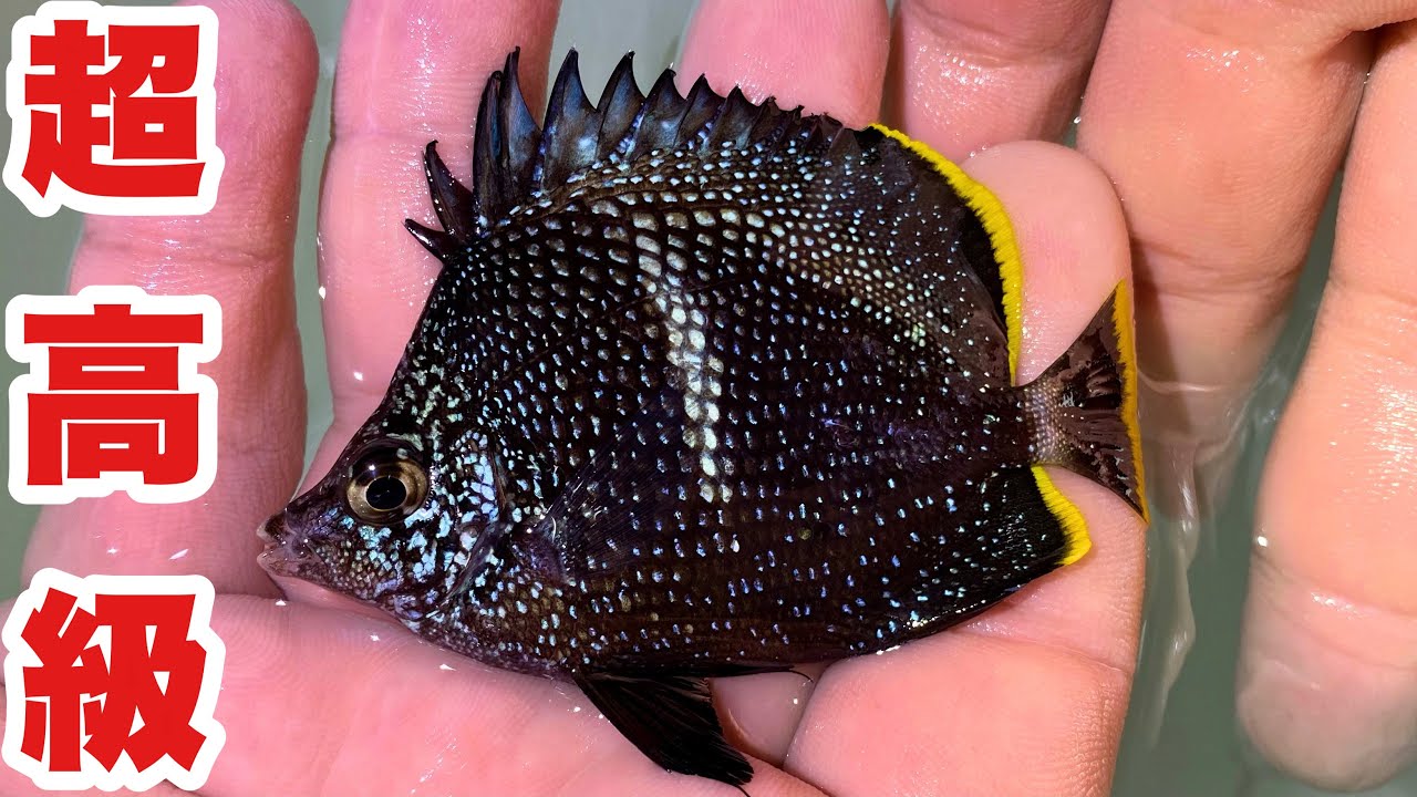 １匹30万円する高級魚ユウゼンを捕獲して飼う