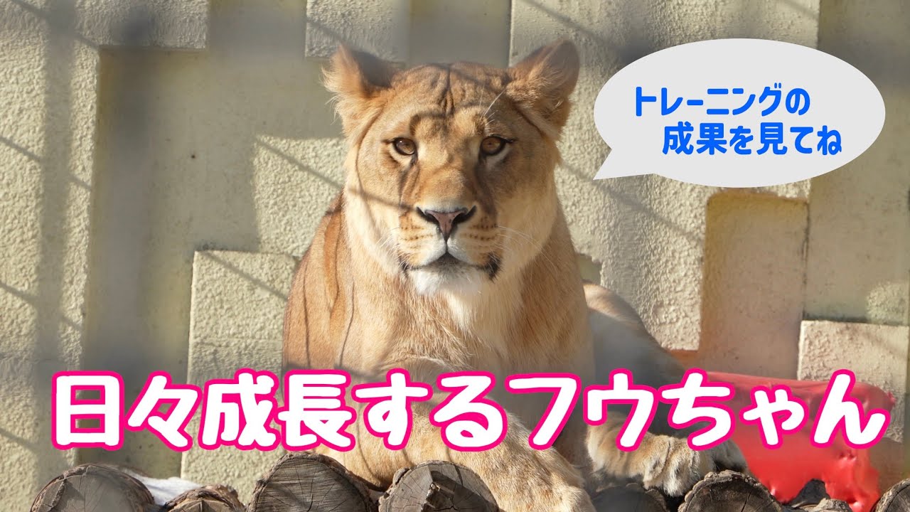 【釧路市動物園ライオン】成長するフウちゃん〜ここまでできるようになったよ！