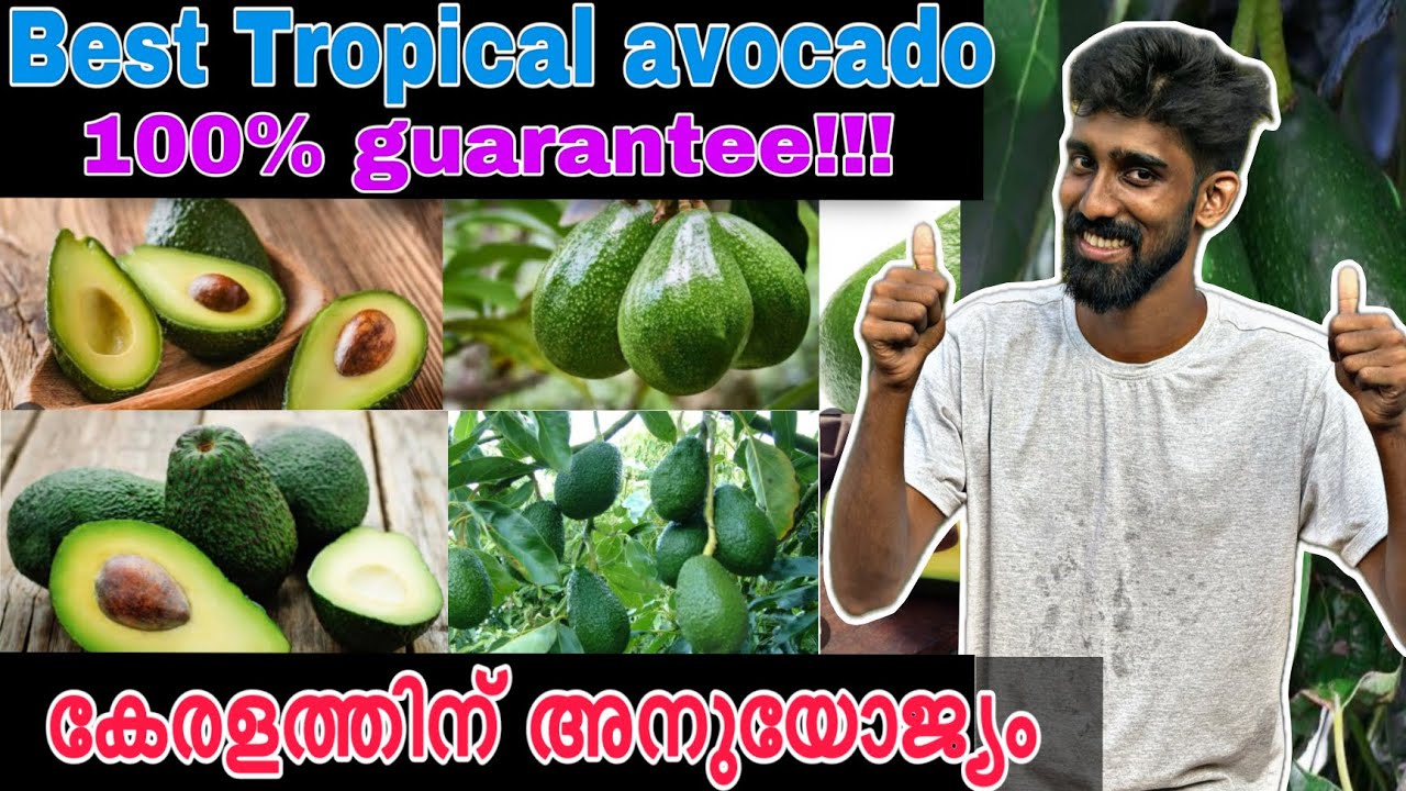 Best Tropical  avocado 🥑 | 100% guarantee!!! | കേരളത്തിന് അനുയോജ്യം | Butter fruit variety