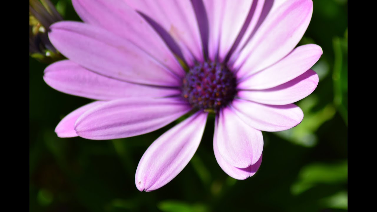 Waltz of the Flowers by Tchaikovsky