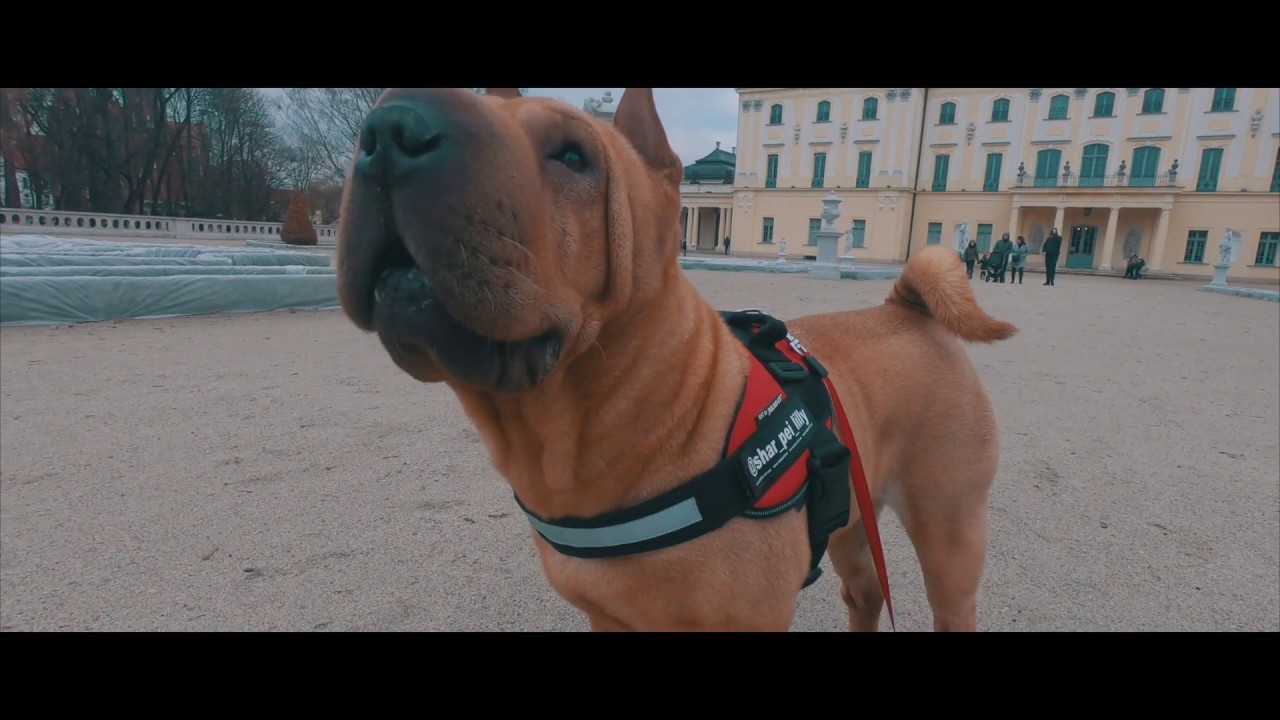 JULIUS-K9 IDC Powerharness -  Shar Pei Lilly !