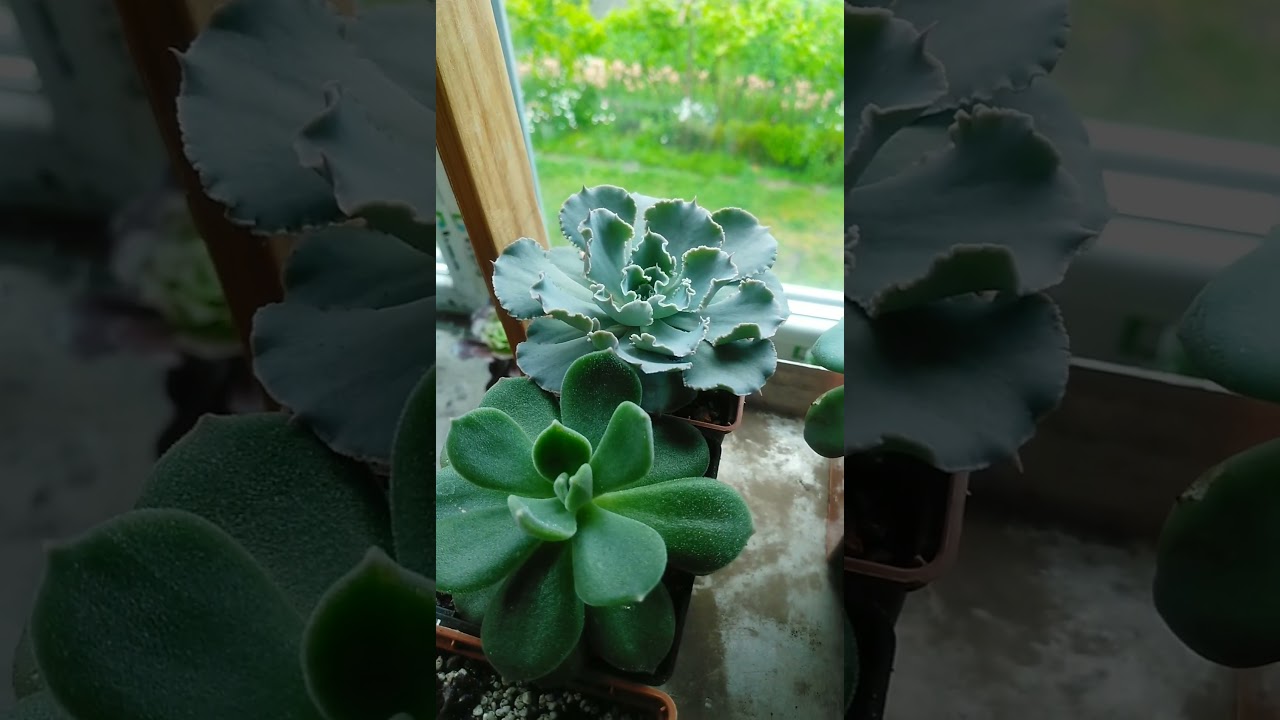 Эхеверия Шавиана 