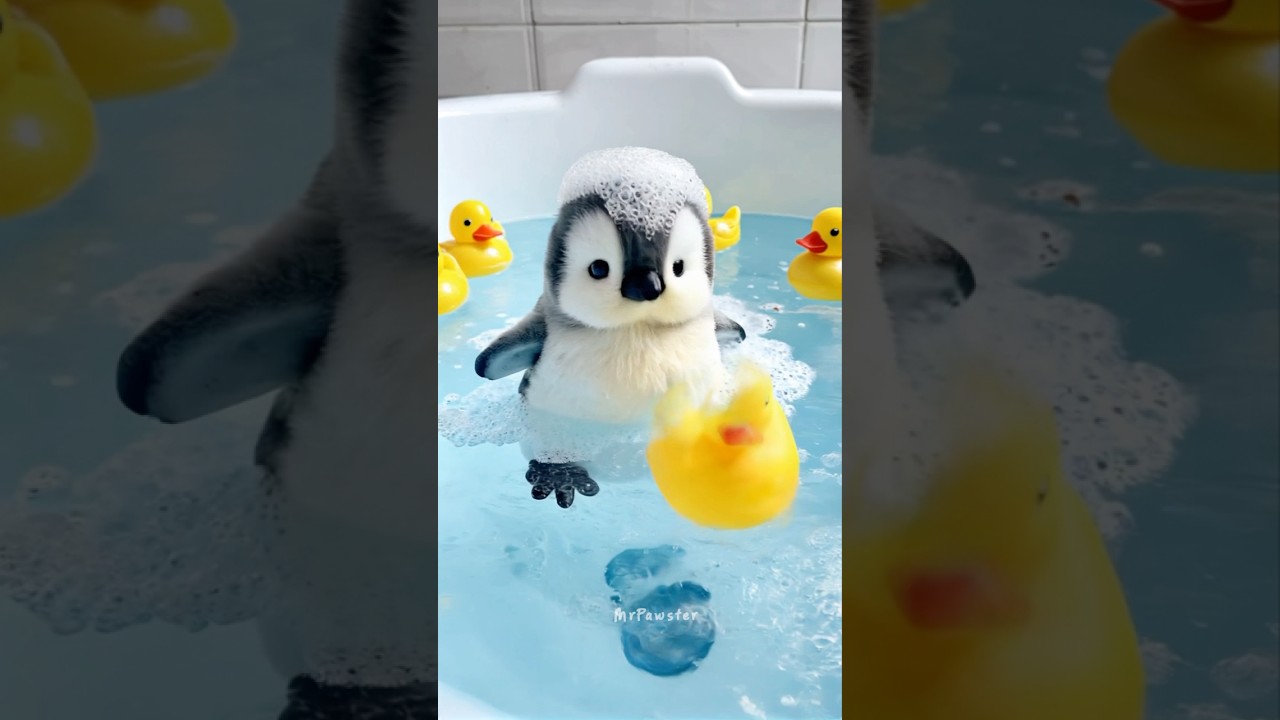 Baby Penguin&rsquo;s Bubble Bath Time! 🛁🐧✨#shorts #penguin #viralvideo #cuteanimals #adorable #pet