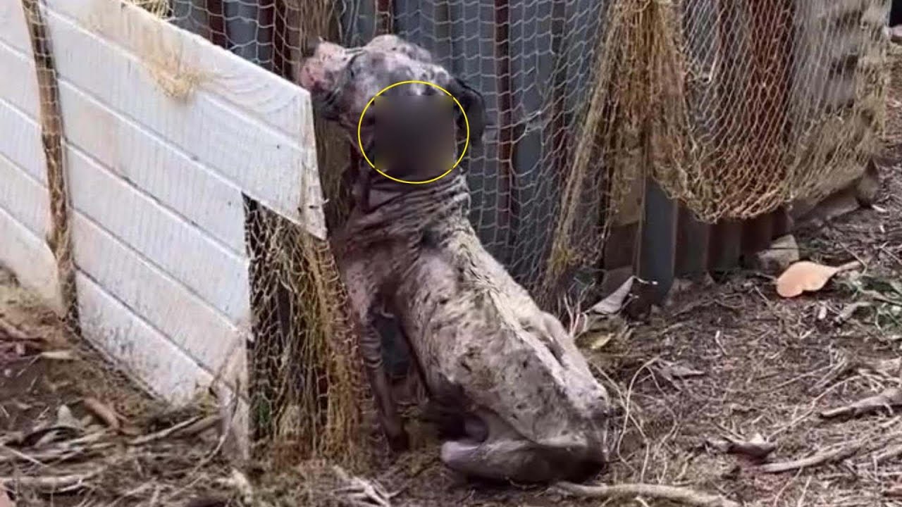 He wagged his tail&hellip; after all the pain and neglect, still waiting for someone to truly love him!!