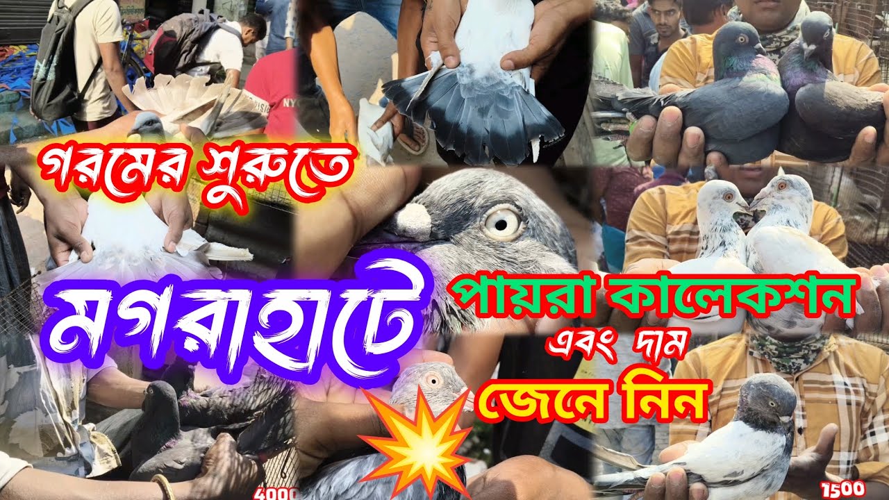 মগরাহাটে.লালদুমা, কাল দুমা, এবং কালা সবুজ ভরপুর কালেকশন.Magrahat High Flying Pigeon Market 