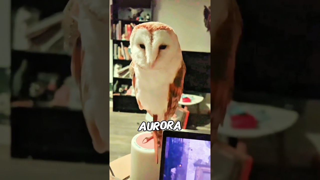 Happy national owl awareness day to you hooters and owl lovers &hearts;️🦉 #love #owl #life