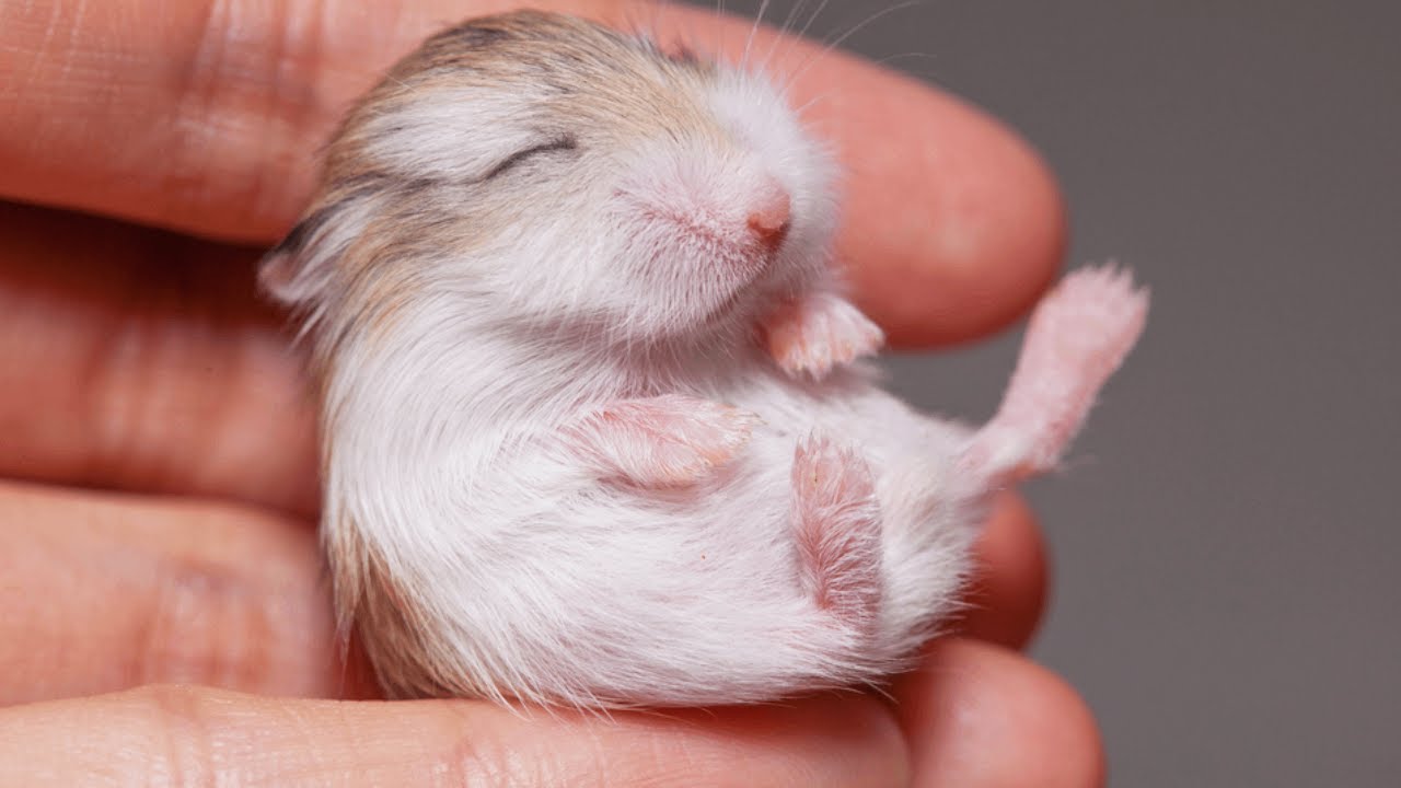 Hamster Baby Growing Up 🐹