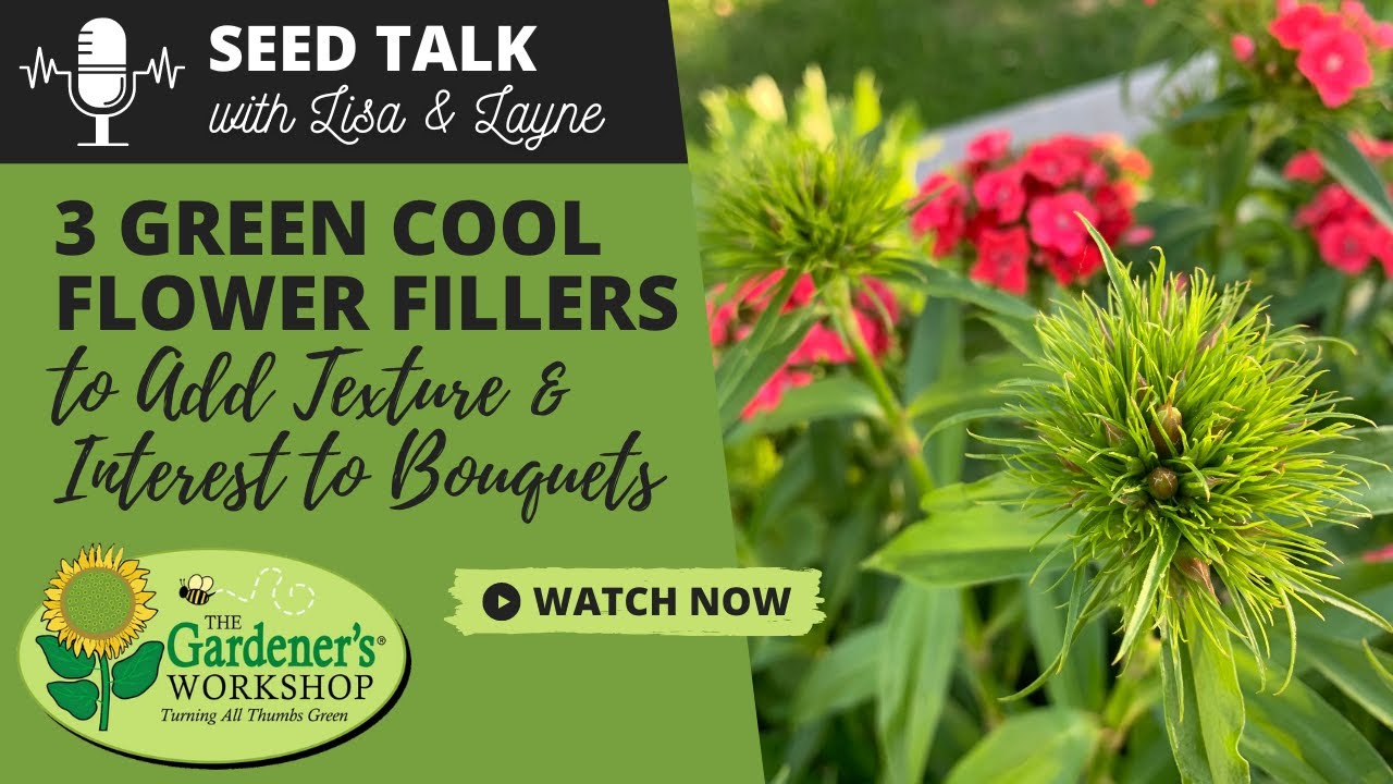 Seed Talk #80 — 3 зеленых цветочных наполнителя для придания букетам текстуры и интереса