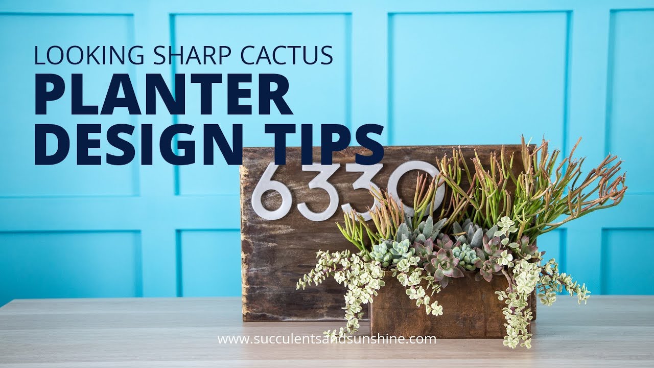 Looking Sharp Cactus Planter Design Tips