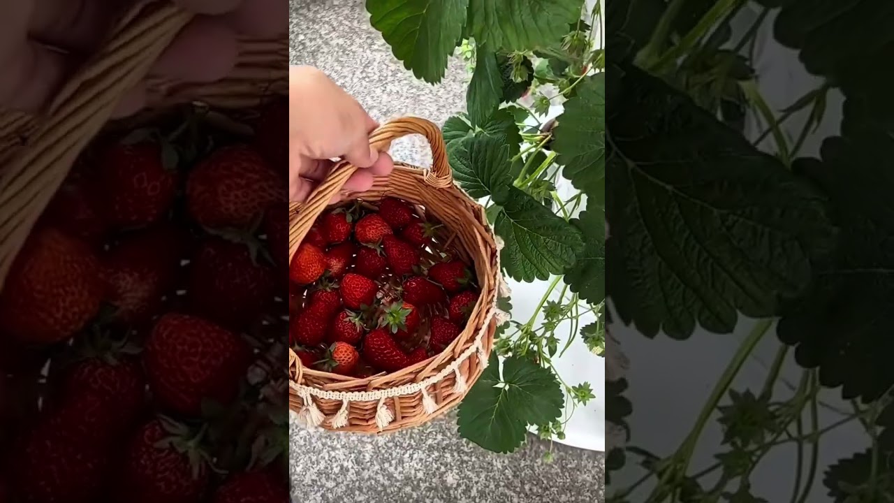 Planting🍓 #plants #flowers #hydroponicgreenhouse #home #hydroponics #light #generalhydroponics