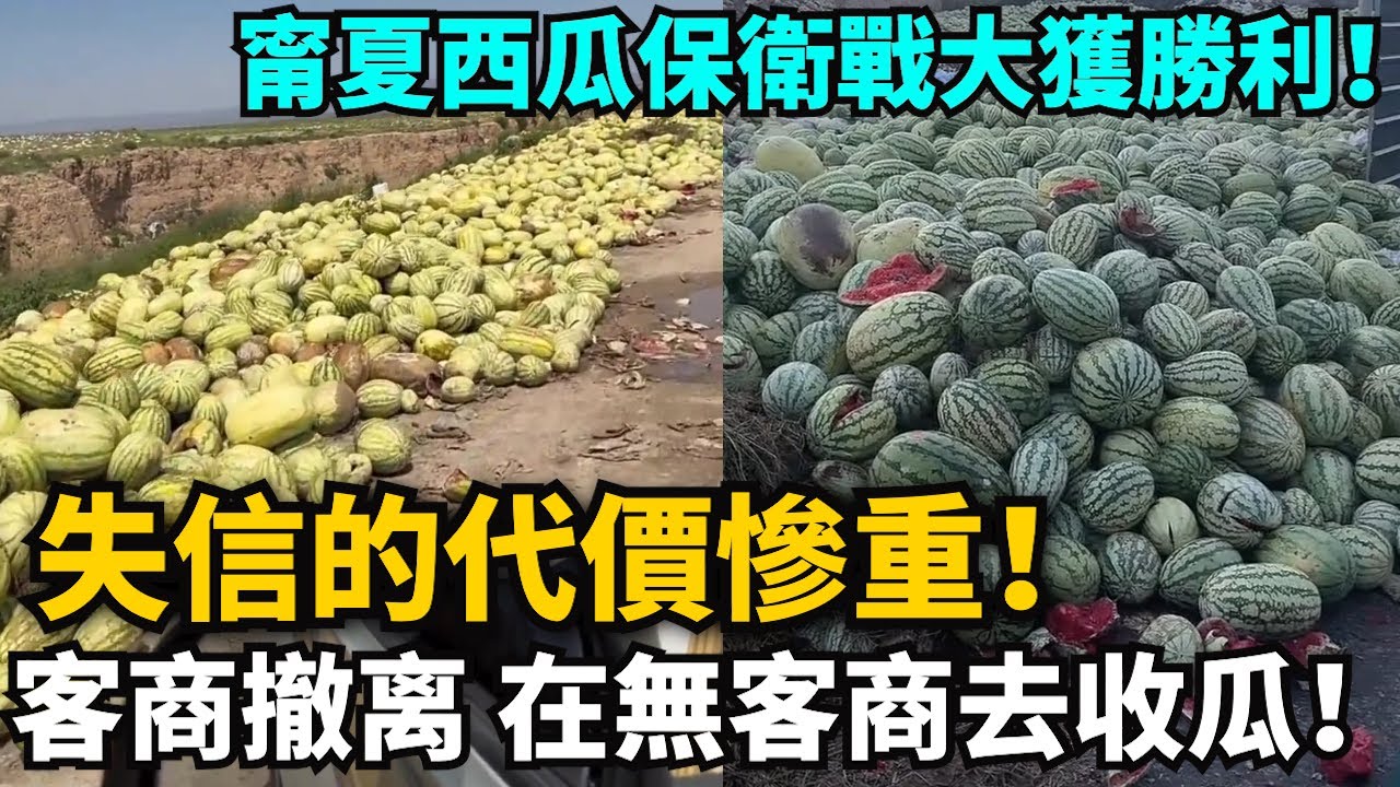 失信的代價慘重！甯夏西瓜保衛戰大獲勝利！壞瓜爛瓜全裝車上，馬家軍強買強賣失敗告終！在無客商去收瓜！