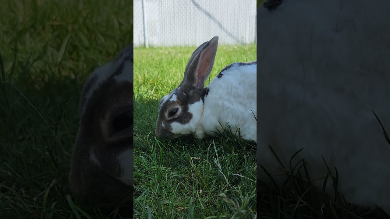 Lovely Bonnie 😍😍😍 #bunny #rabbit #bun #Bonnie #TheBunNest