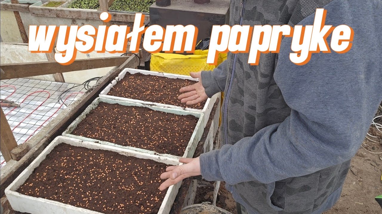 Siew papryki od A do Z – mój sprawdzony sposób