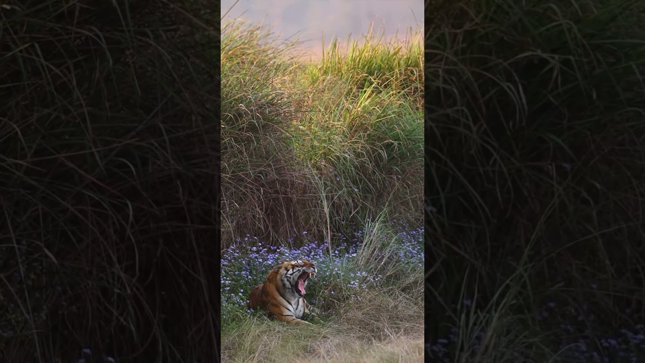 #dudhwa #terai #india #nature #safari #animals #jungle #forest #conservation #wildlife #gabbar #love