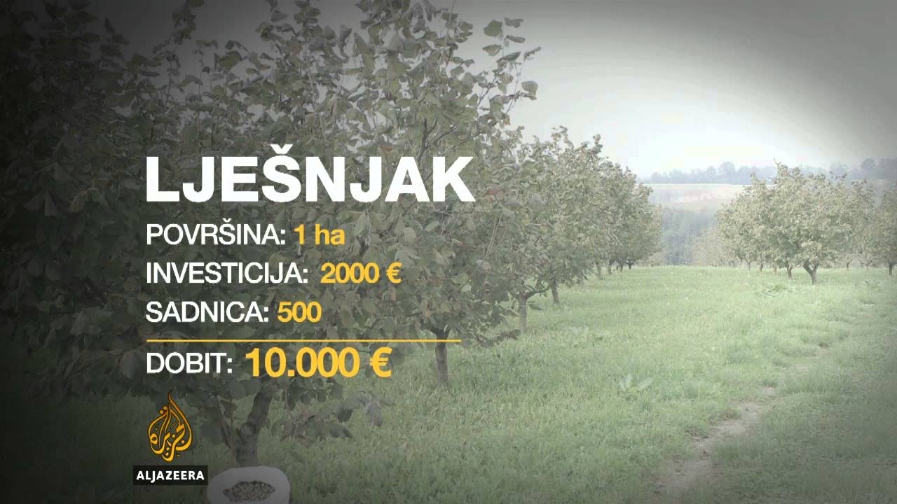 Dobra zarada od sadnje lješnjaka