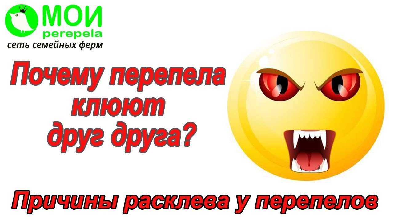 Почему перепела клюют друг друга? Причины расклева перепелов