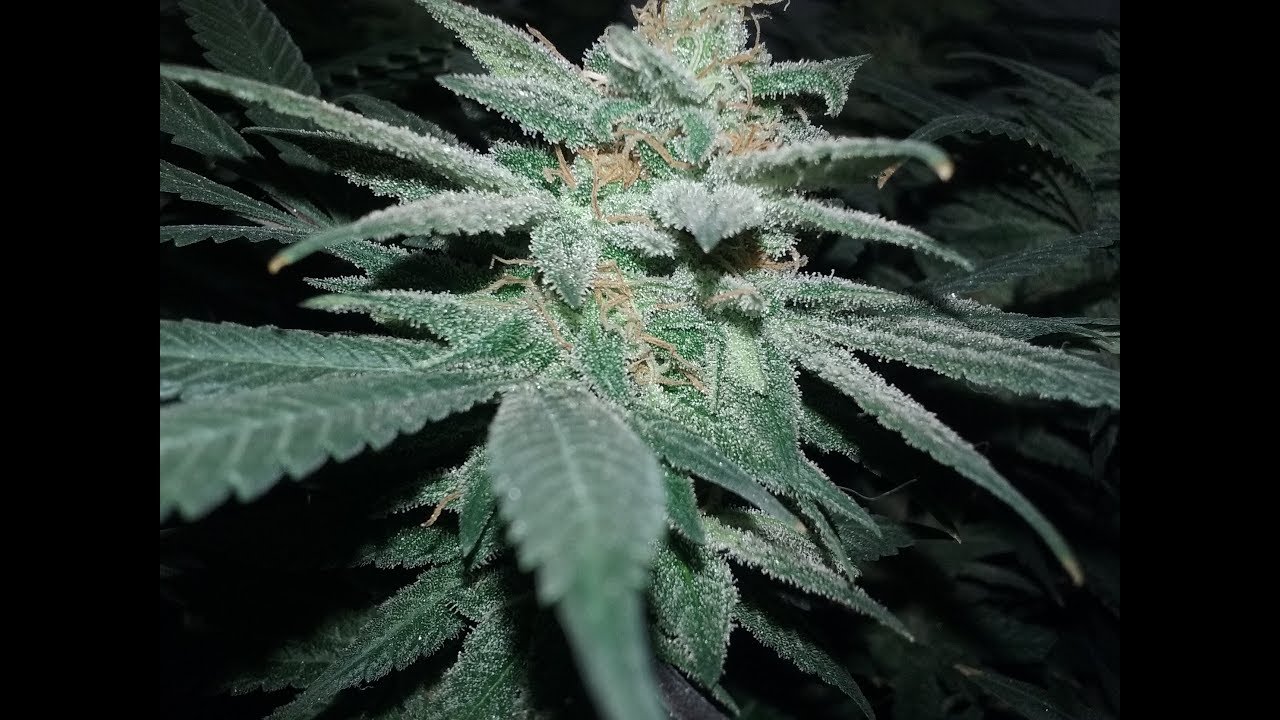 S3.1 E12 Garden Update - Day 49 of Flower