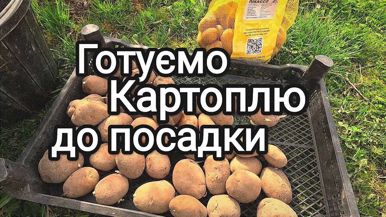 Підготовка картоплі до посадки | Обробка від Парші та Сухої гнилі