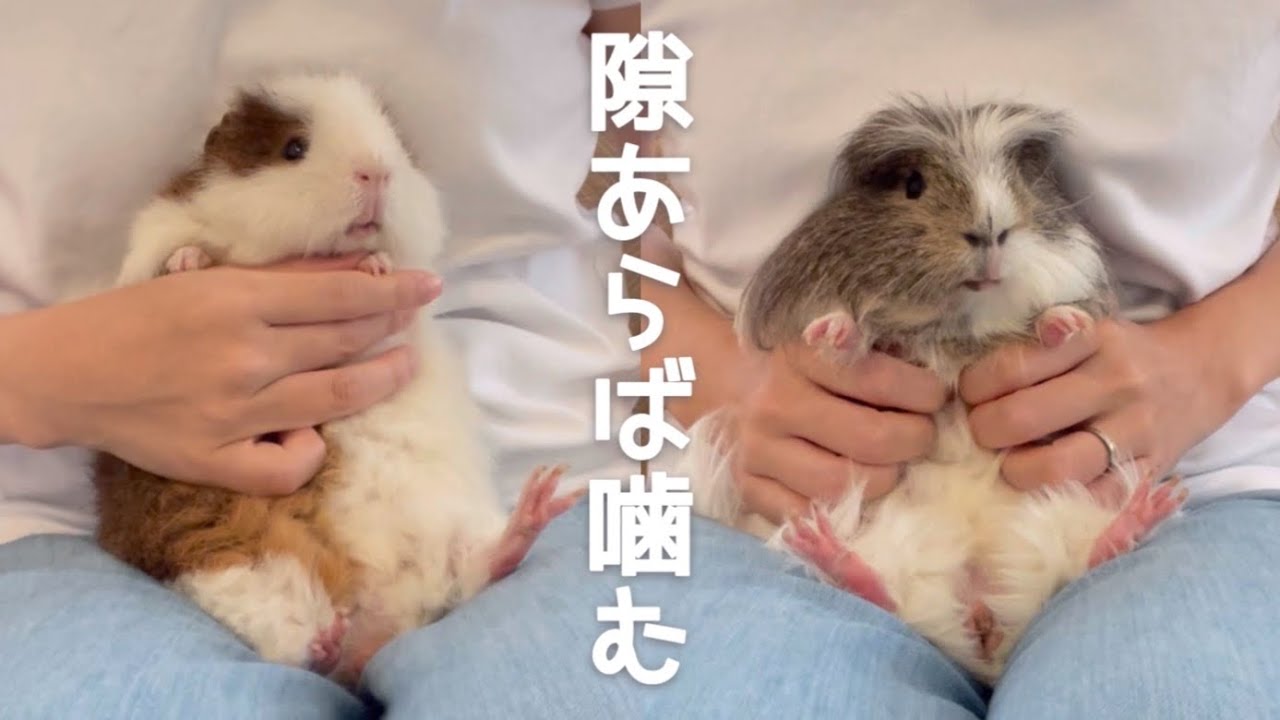 【モルモットの爪切り】噛まれ慣れた飼い主　10/20.2021  Guinea pig nail clipping