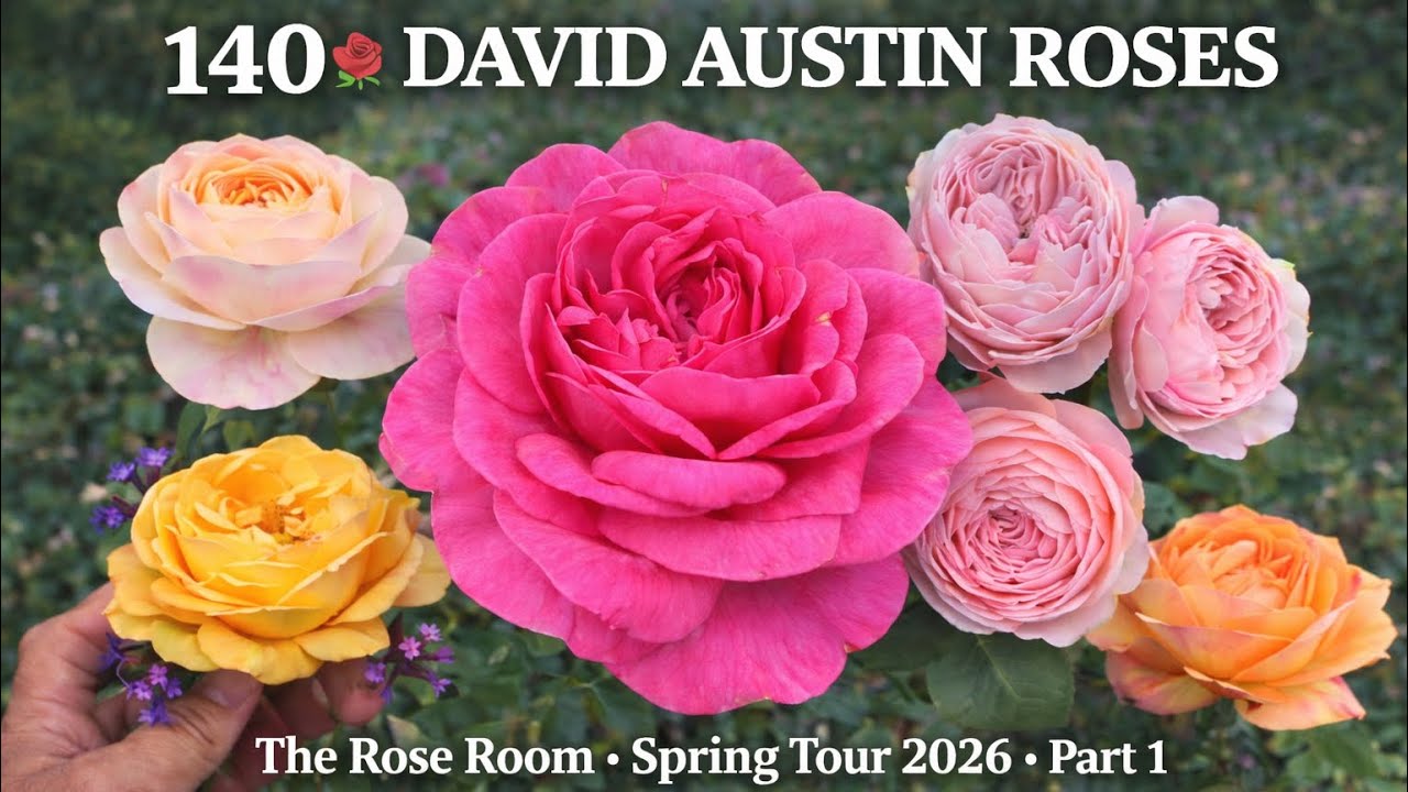 ⭐ NEW ⭐ 140+ David Austin Roses 🌹 The Rose Room Awakens | Early Spring Tour | March 2026 | Part 1