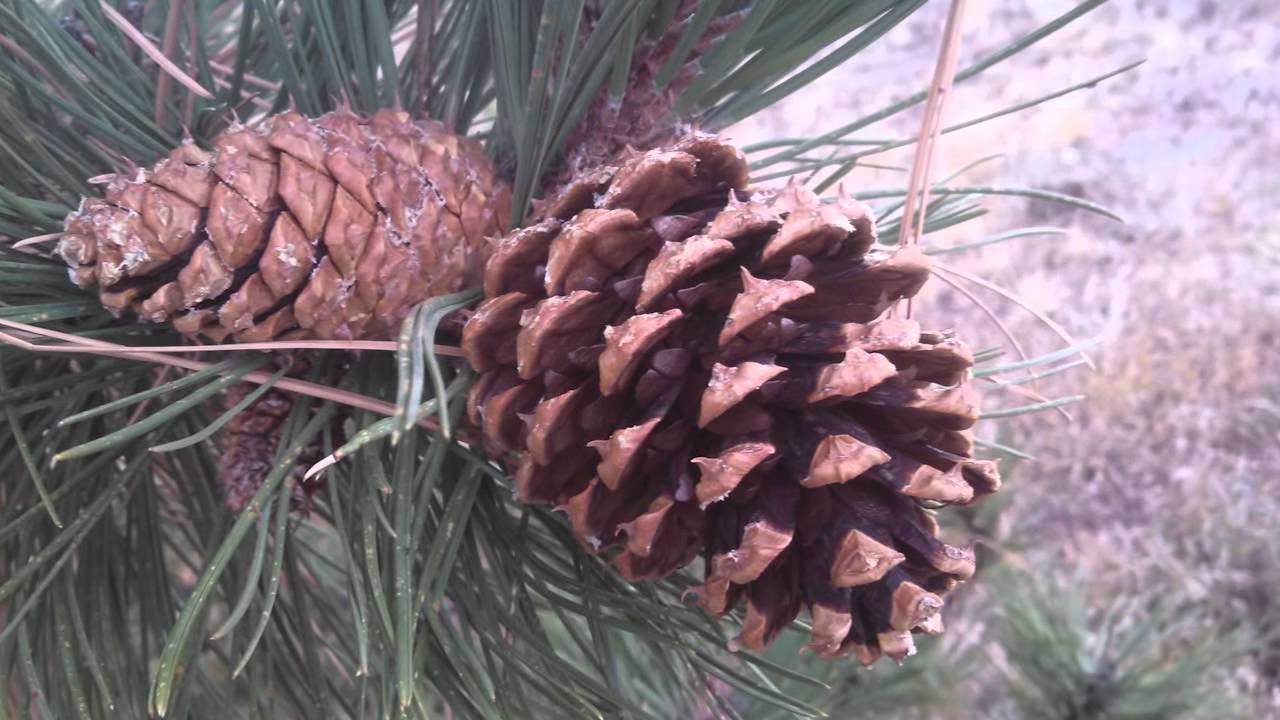 Ponderosa Pine