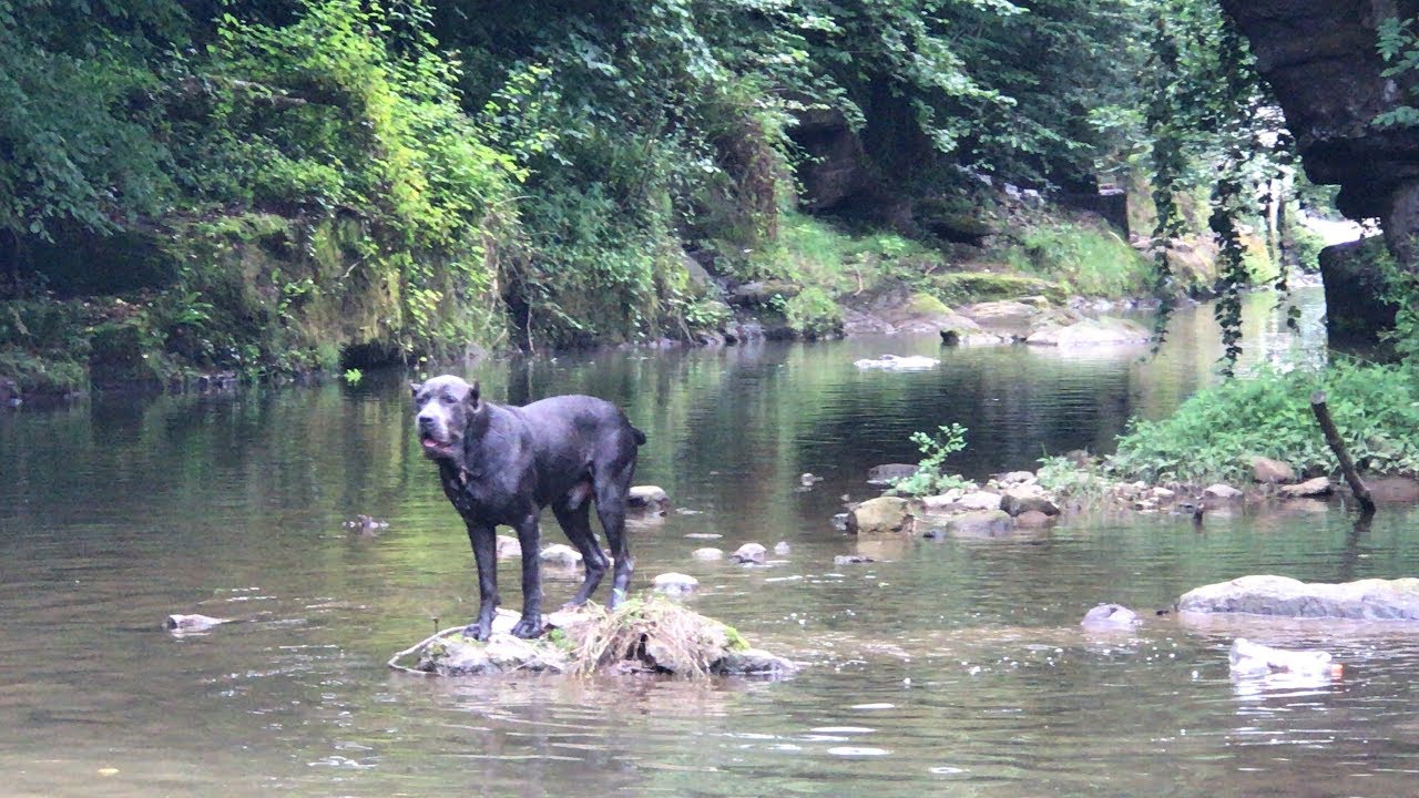 BAŞKANLIĞI KAYBEDEN CANECORSO NARKOZA TESELLİ OLSUN DİYE DERE GEZİSİ YAPTIM :)) #canecorso #dogo