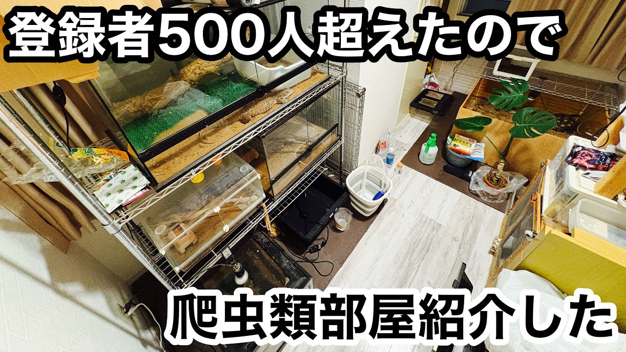 8匹＋αがいる爬虫類部屋紹介してみた
