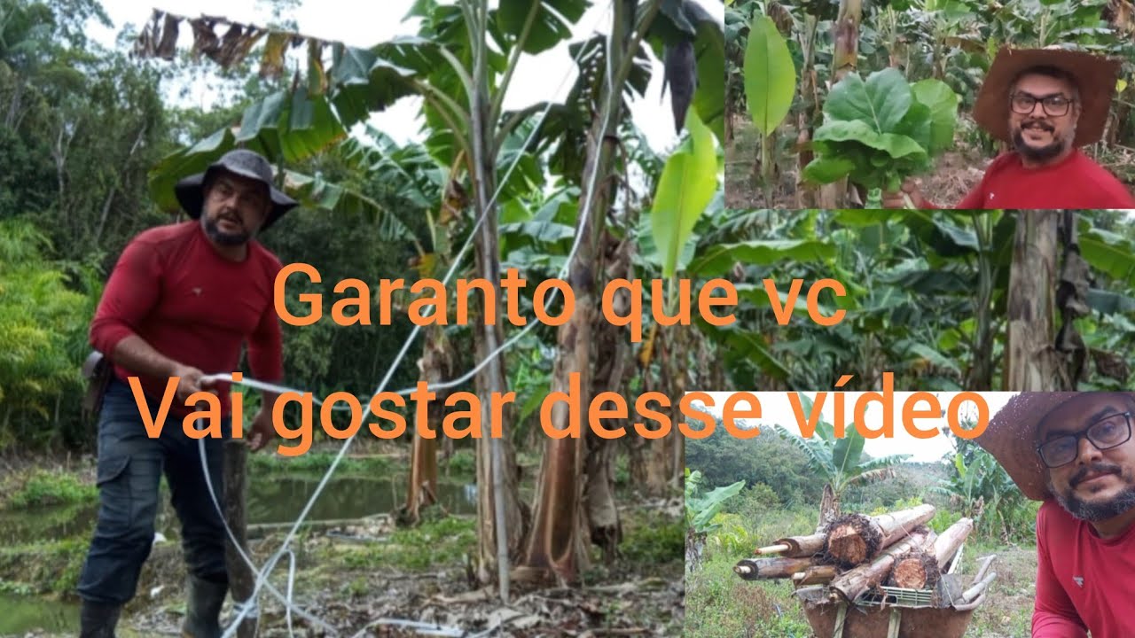 Plantando banana maçã escoramento de banana da terra