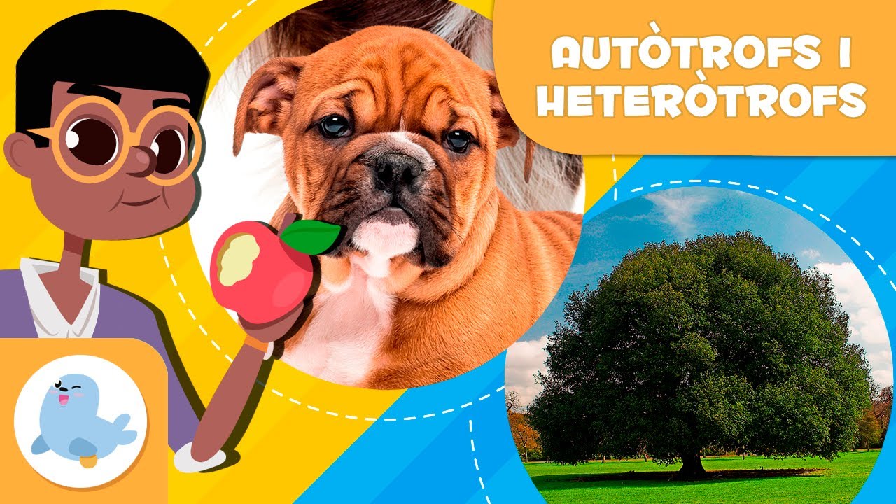 Els organismes AUTÒTROFS i HETERÒTROFS - Quina és la diferència? - Ciències per a nens en català