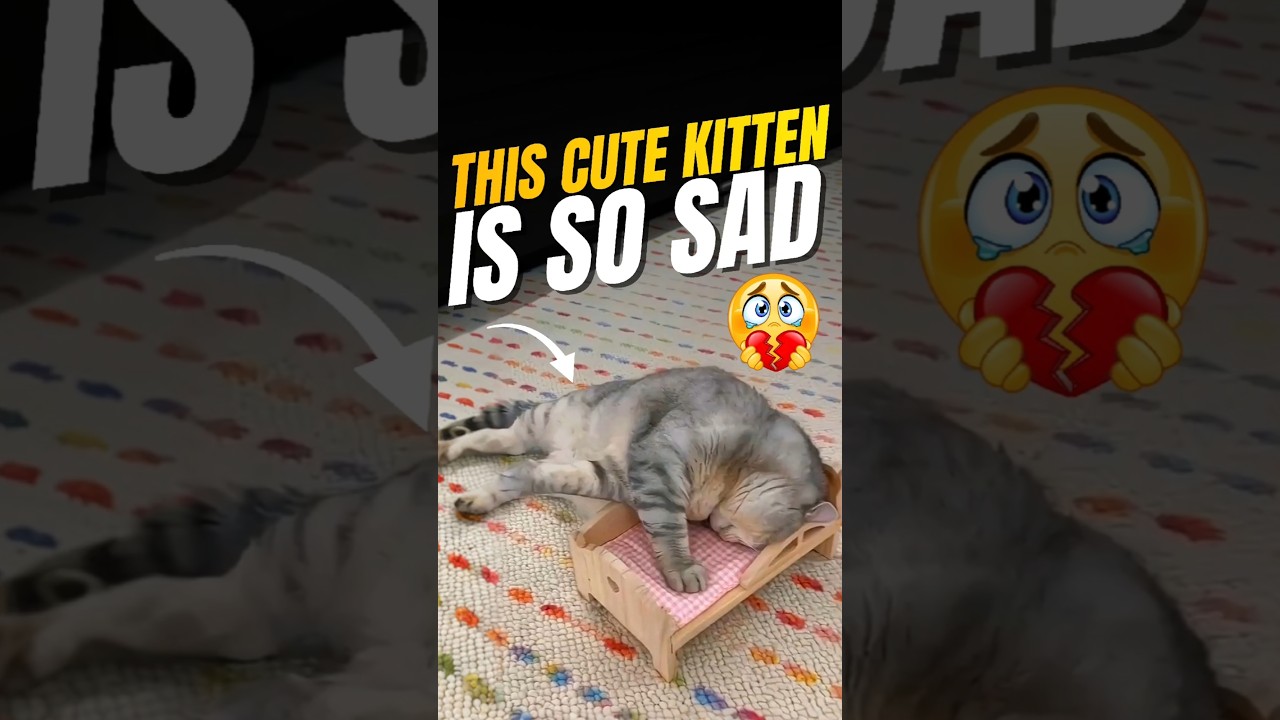 അവൾ കല്യാണം കഴിച്ചു പൂച്ച വിഷമത്തിലായി 🥹 cat sad because her owner married #tamil #viral #trend
