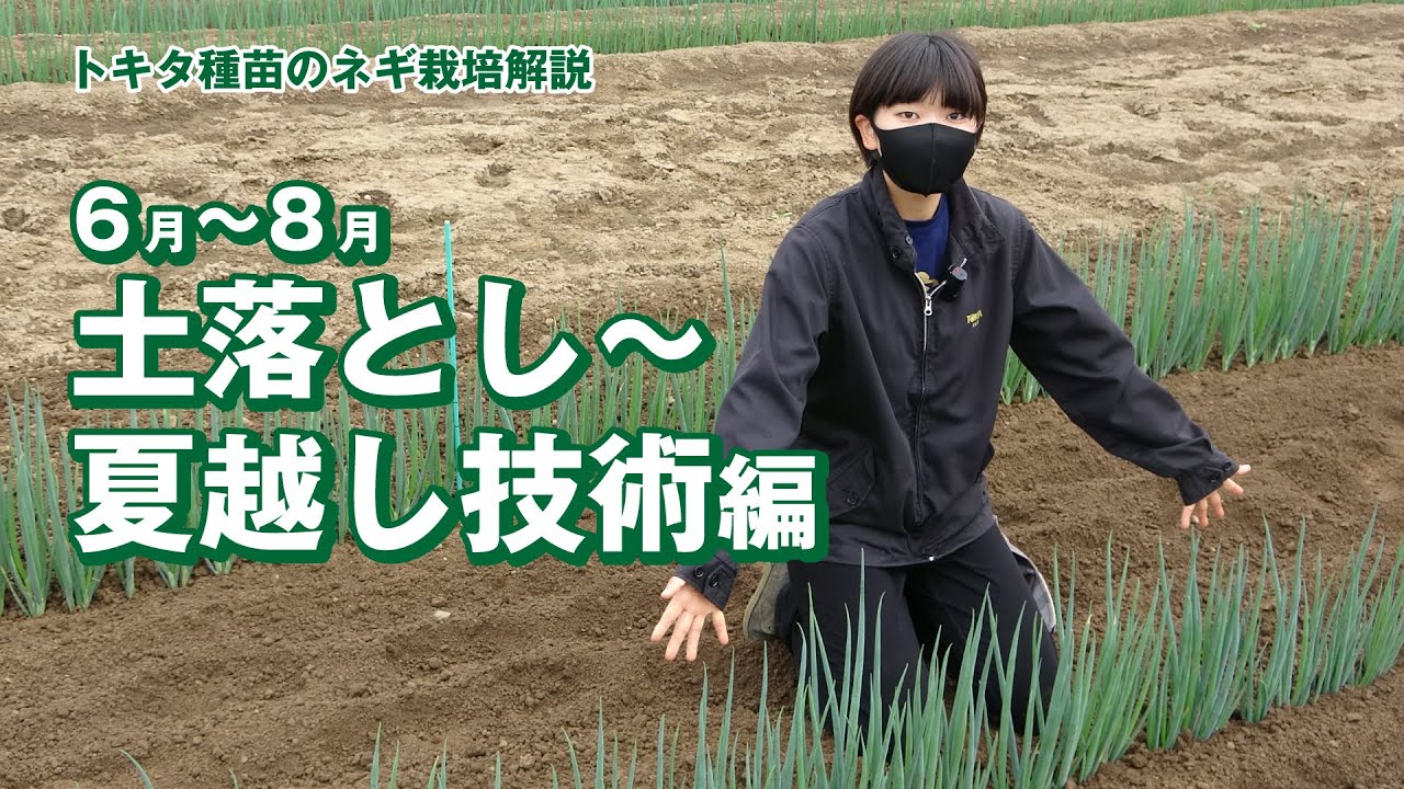 【秋冬どりネギの育て方6月〜8月の管理・夏越しのポイント】夏を上手に過ごして秋冬年内収穫・家庭菜園・直売出荷　2～3月にセルトレイ播種→4月～5月GWに定植→秋冬年内収穫　夏越の技術とポイント
