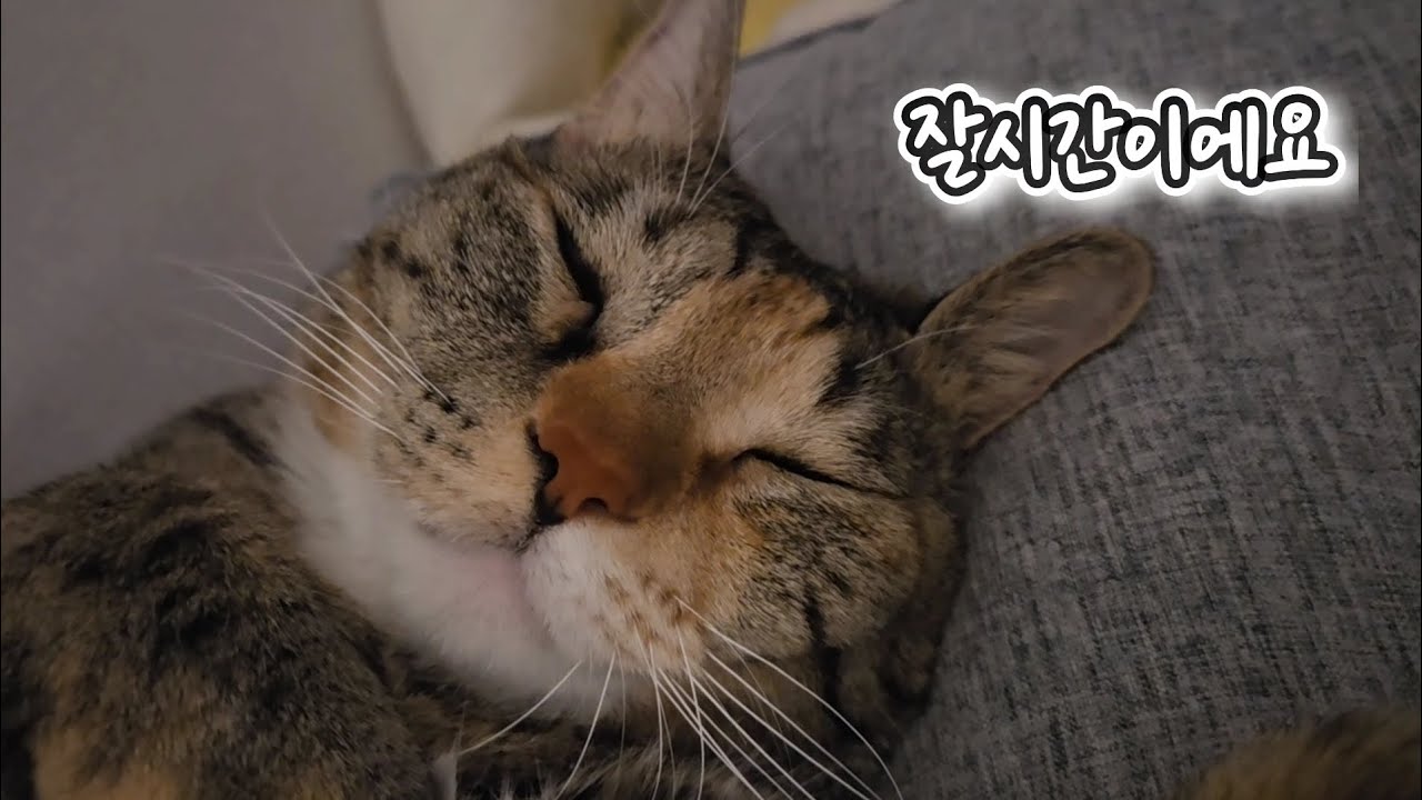 다 자는데 안자는 이방울 #cat 