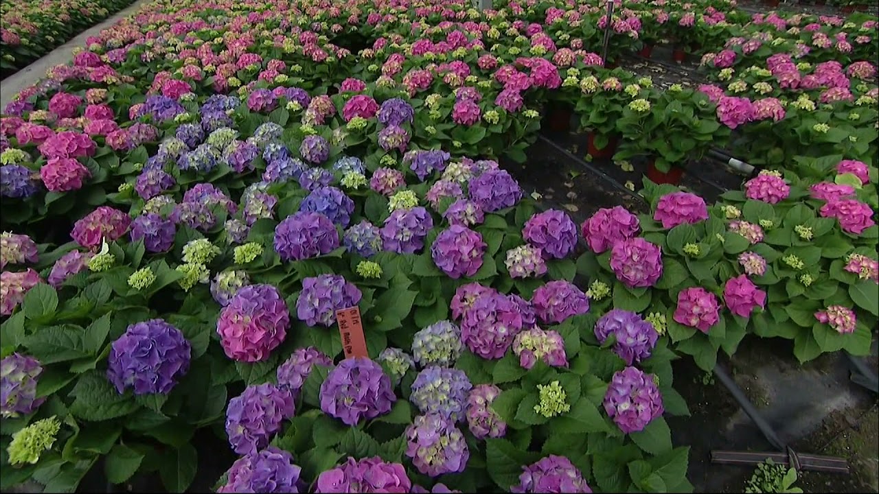 East End: Kurt Weiss Greenhouses