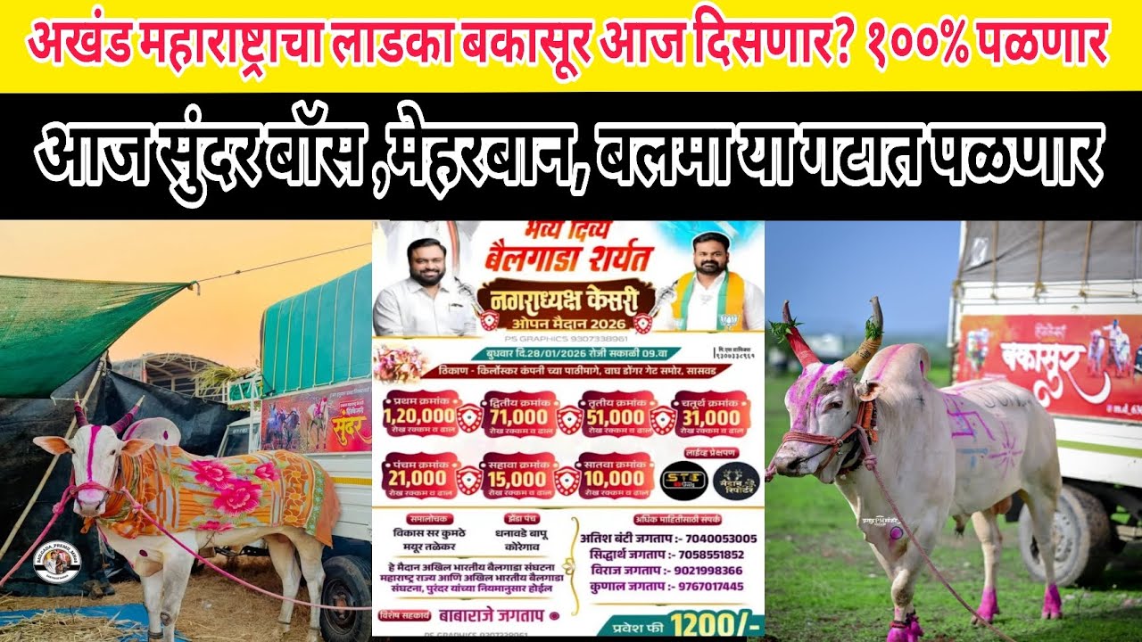 सासवड ओपन मैदान LIVE तीन चिट्ट्या निघाल्या! बकासूर पळणार काआज सुंदर बॉस ,मेहरबान, बलमा या गटात पळणार
