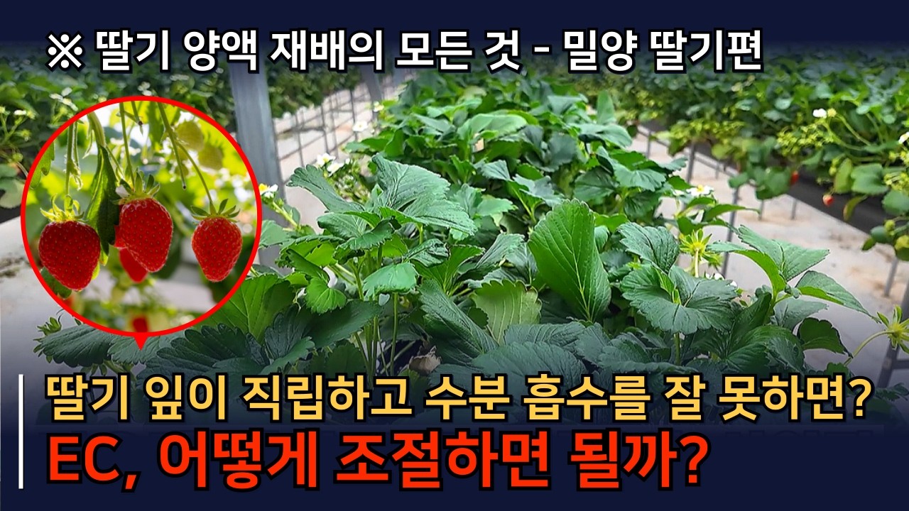 딸기에 수분 전달이 잘 안된다면? 원인과 해결방법 꼭 알아보세요.