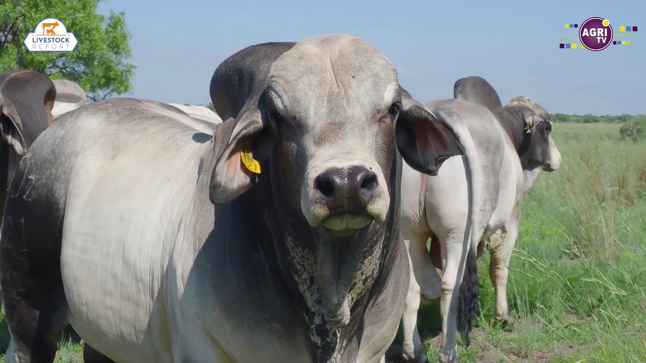 Livestock Report 105: Tanzanian Delegation Visits South African Brahman Breeders