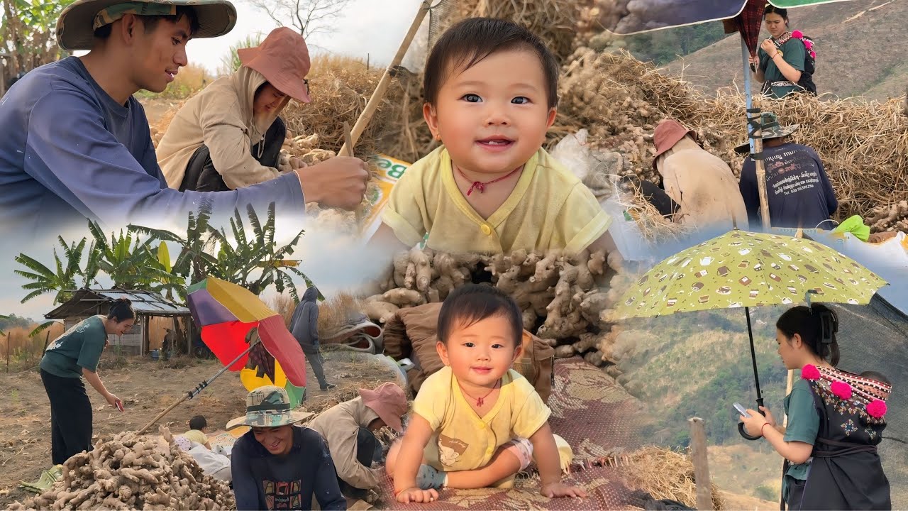 ชนเผ่าอิวเมี่ยนบนดอยเจอครอบครัวพ่อแม่ลูกขุดขิงลงไปขาย